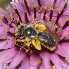 Honey bee and ..? on Tragopogon porrifolius flower