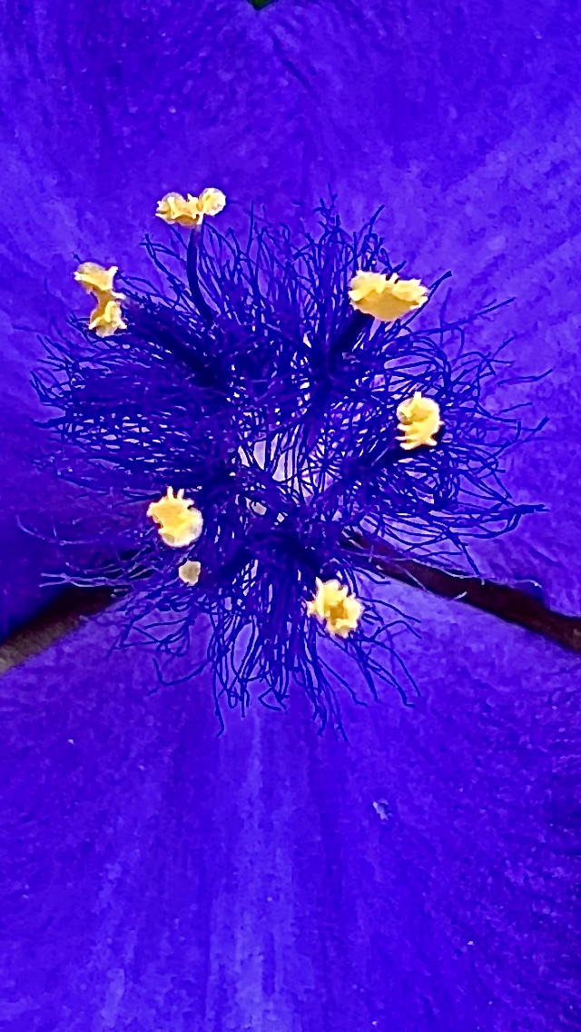 Viola e giallo… naturali! di super-stellina