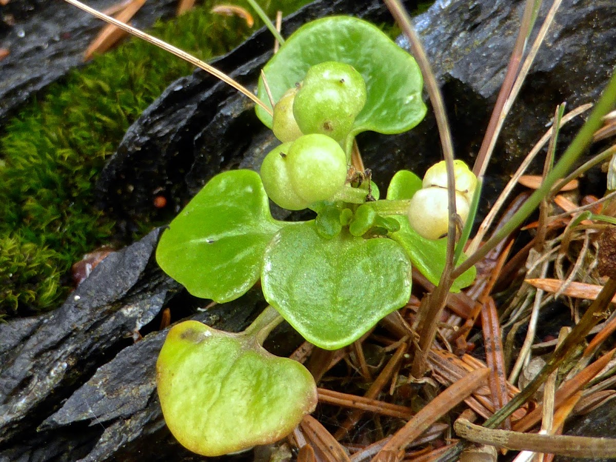 Greenland Cochlearia