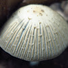 Coprinopsis or Coprinus sp.