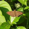 Mimosa Skipper