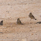 Rock Sparrow