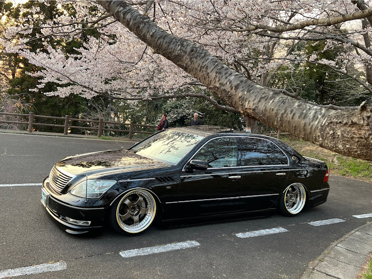 セルシオの4月もよろしくお願い致します🌸・サクラと愛車・桜とコラボに関するカスタム事例の投稿画像2枚目
