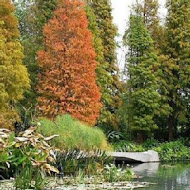 菁芳園 Tenway Garden／花園餐廳／落羽松