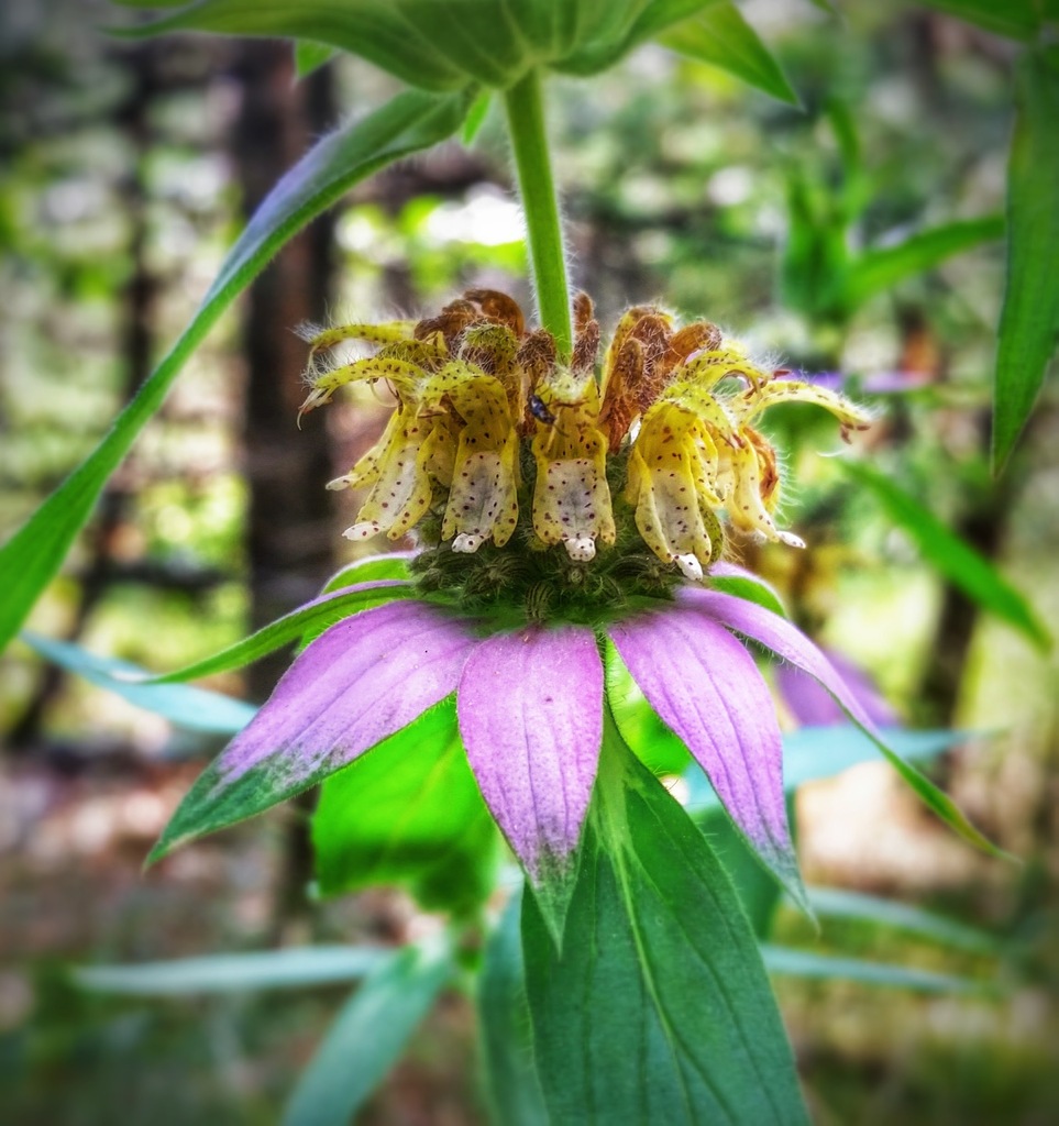 Spotted Horsemint