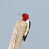 Red headed woodpecker