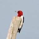 Red headed woodpecker