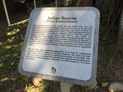 Indian Banyan (Ficus benghalensis)
