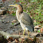 Green Heron