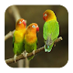 Download Kumpulan Kicau Lovebird For PC Windows and Mac 1.0