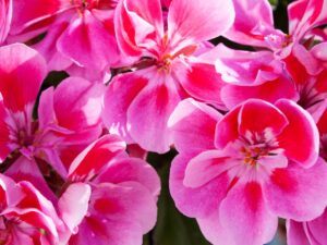 geranium essential oil
