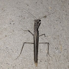 Agile Ground Mantis - male