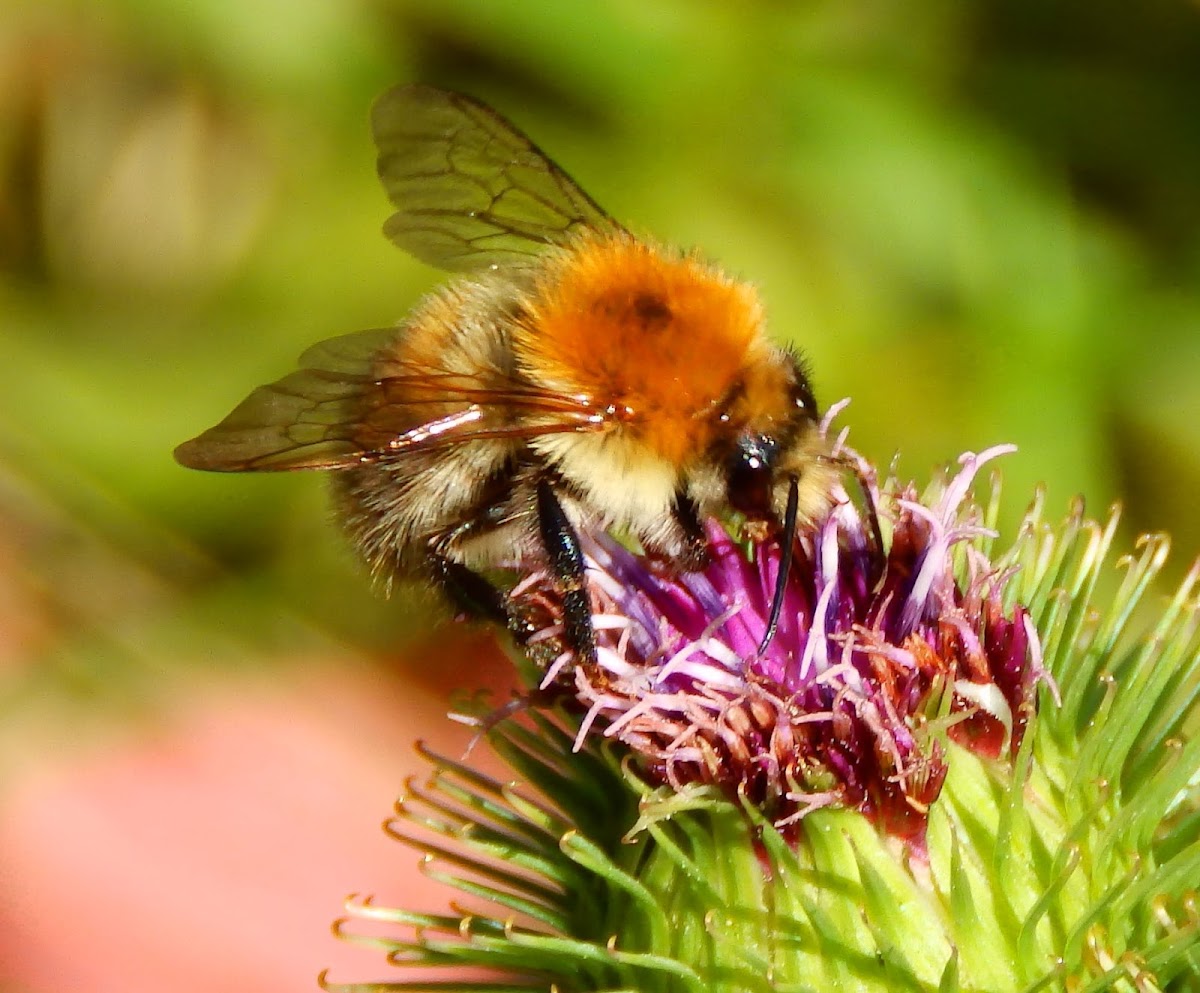 Common Carder Bee