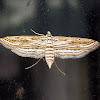 Aquatic Rice Moth