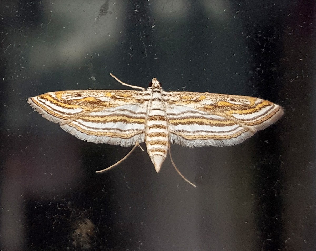 Aquatic Rice Moth