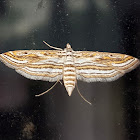 Aquatic Rice Moth