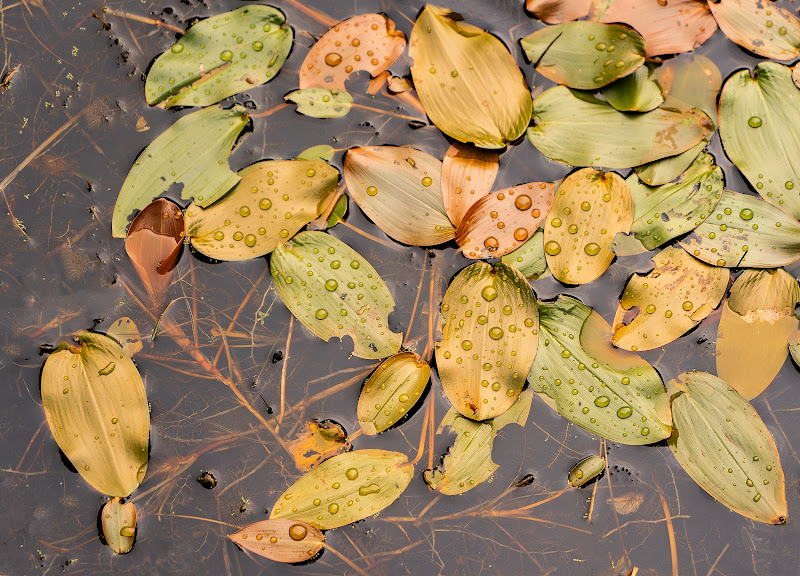 fallen leaves di Giovanni Coste