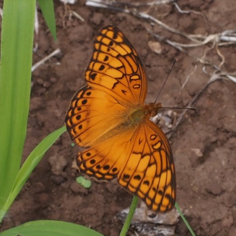 Mexican Fritillary