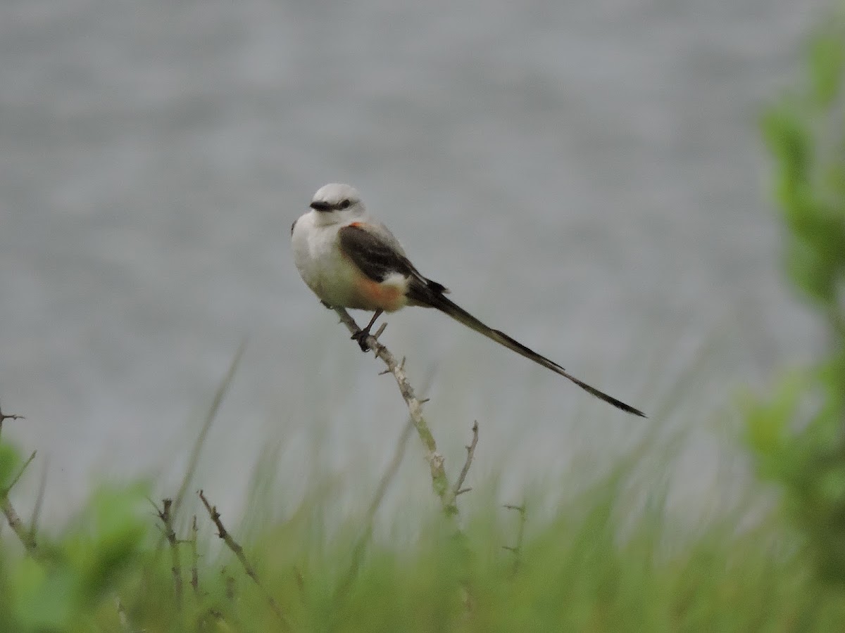 Scissor-tailed flycatcher