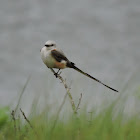 Scissor-tailed flycatcher