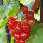 Red currant