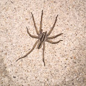 Rabid Wolf Spider