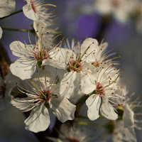 "Leggeri come fiori di melo" di 