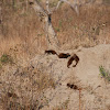 Common Dwarf Mongoose