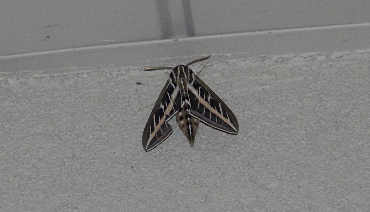 white lined sphinx moth