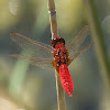 Red Veined Darter