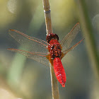 Red Veined Darter