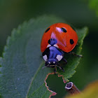 Sevenspotted Lady Beetle