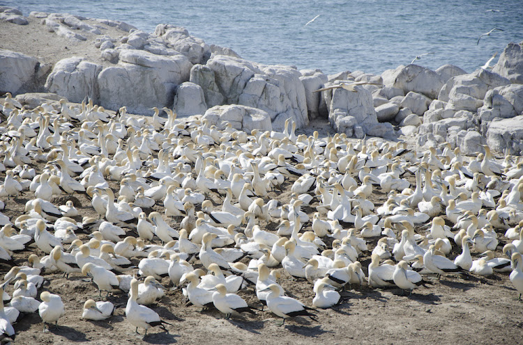 Cape Gannets on Bird Island.
