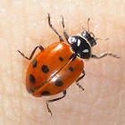 Convergent Lady Beetle