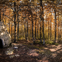 Nel bosco dei pastori di 