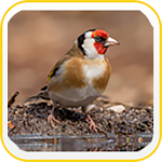 Cover Image of Download European Goldfinch Wallpapers 1.1 APK