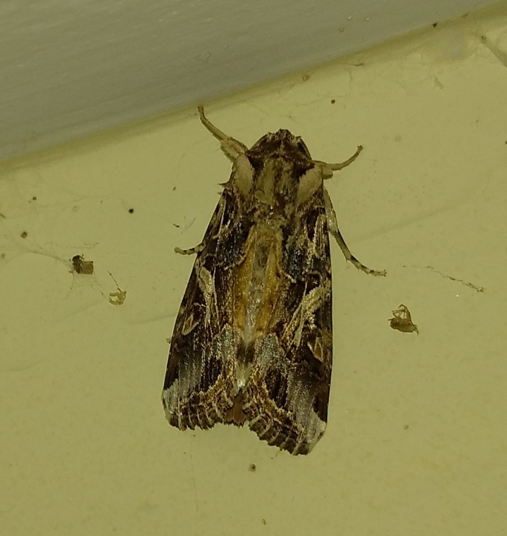 Oriental Leafworm Moth