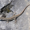 Lagartija roquera (Common wall lizard)