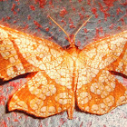 Lepidoptera