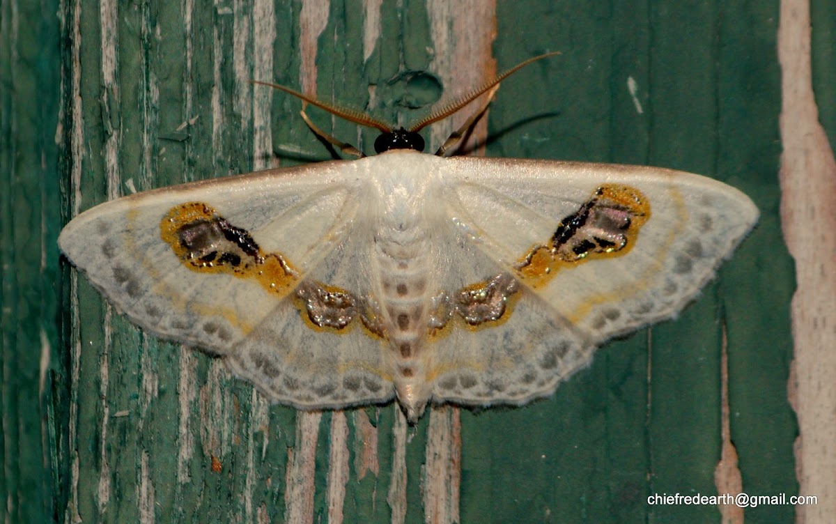 magpie moth