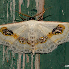 magpie moth