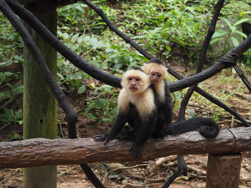 PB170305.JPG - A mother monkey and her baby.  We we warned to not get to close to her as she could get quite protective of her young.