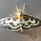 Small Magpie Moth