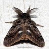 Western Tussock Moth