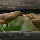 Clay-colored Thrush