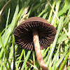 Panaeolus Mushroom