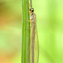 Antlion Lacewing