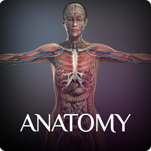 Anatomy