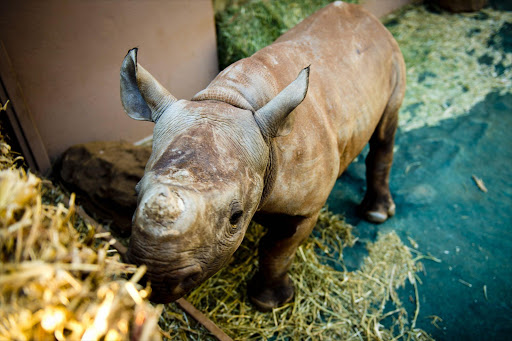 An orphaned rhino calf. File photo.