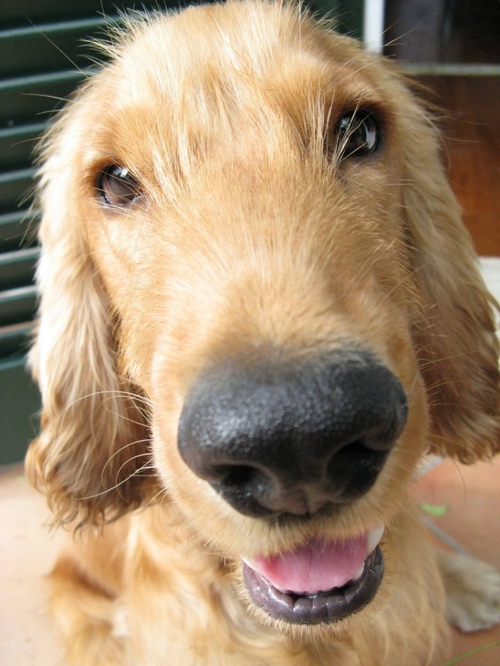 Un cane fortunato di arabafenice85